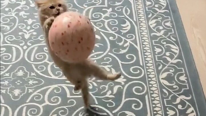 Thủ môn mèo xuất sắc nhất với những pha cứu thua điên cuồng