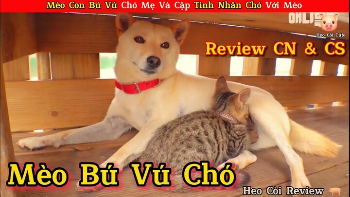 Mèo Con Sống Nhờ Sữa Chó Mẹ Cùng Một Cặp Tình Nhân Mèo Và Chó  || Review Con Người Và Cuộc Sống.