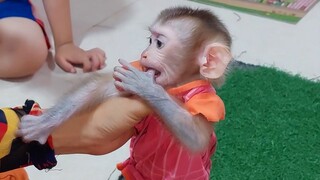 Little baby monkey Mino learn to become restless