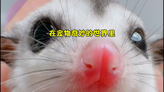 บันทึกการเติบโตของหนูน้อย Sugar Glider