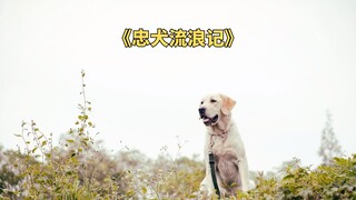 搜救犬沦为流浪狗，用尽一生去寻找主人《忠犬流浪记》