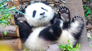 四仰八叉的新鲜小棉花～大熊猫和花