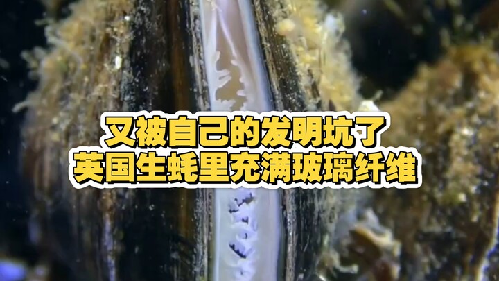 Vỡ trận: Loài người lại bị chính phát minh của mình hại! Vì sao hàu Anh lại chứa đầy sợi thủy tinh?