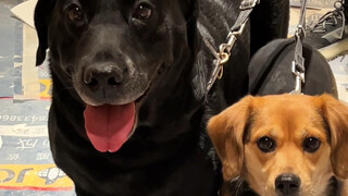 What designs did we incorporate into the new home for our puppy?