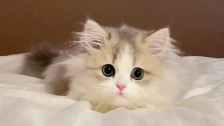 Help me check on the cat while I’m out for a bit.