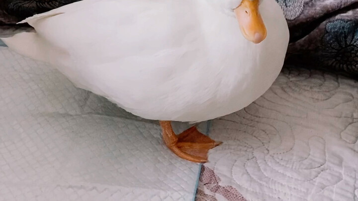 When the duck is preening, just call its name and it’ll go totally goofy hahaha!