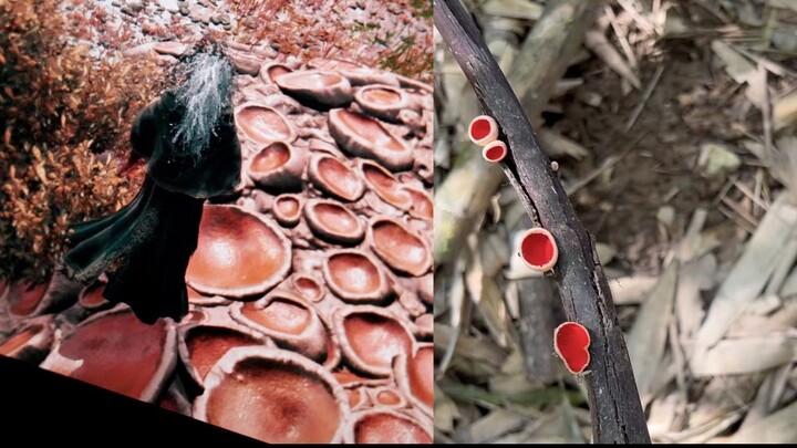 เราค้นพบ “ความเน่าเฟะสีเลือด” จาก Elden Ring ในหลุมยุบฮั่นจง!