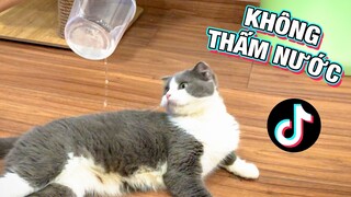 LÀM THEO TIKTOK TRIỆU VIEW | ( LÔNG MÈO KHÔNG THẤM NƯỚC )