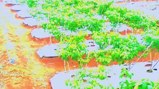 cabe ku terawat tapi roko ku jarum coklat #bilibilu