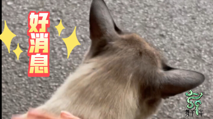 Pet domestic cat encounters a stray Siamese cat
