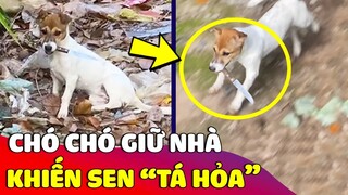 Con Sen tá hỏa với phong cách 'GIỮ NHÀ' của chú chó khiến khách tới phải 'RÉN NGANG' 😅 | Gâu Đần