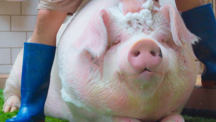 ล้างหัวหมูช่วยเยียวยาจิตใจจริงๆ~ (ไม่ใช่ AI)