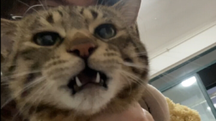 Cute clip-on kitty head — the kitten plays hard to get, meowing but not running away!