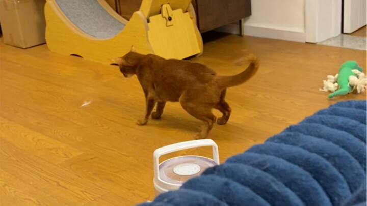 I mean, does this cat also have mental issues?