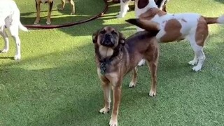 狗狗日托所的“点名”时刻