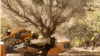 Pohon: Mau ngapain sih... dasar!