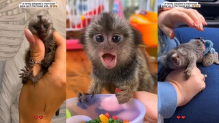 Chúc mừng bạn dễ thương, đã xuất hiện trong danh sách thú cưng của tôi