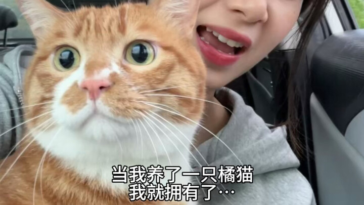 If you end up raising an orange cat, just be secretly happy about it!