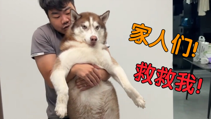 Spinning around with a dog in your arms—Pit Bull vs. Border Collie: Who’ll get dizzy first?