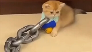 Kucing: Apakah aku telah melanggar hukum surga?