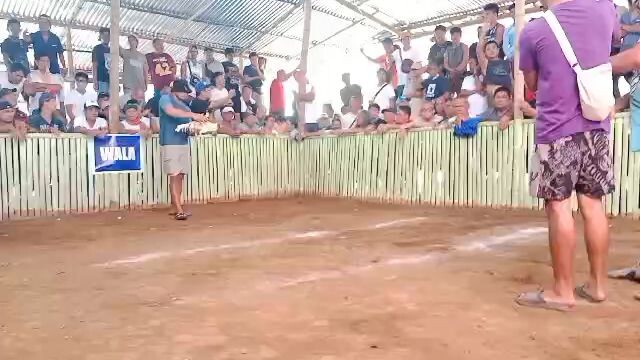 mahiwaga talaga ang sabong panalo na tumabla pa