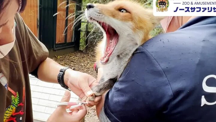 สุนัขจิ้งจอกที่กลัวการตัดเล็บ (ฆ่าสุนัขจิ้งจอกแล้ว!)