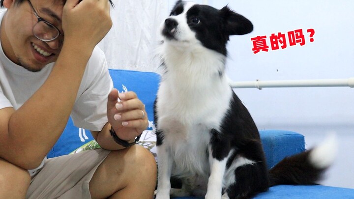 หมาปั๊กได้ยินเจ้านายพูดว่า “ของเล่นเข้าไปอยู่ในหัวแล้ว” ก็รีบเริ่มช่วยตัวเองทันที ส่วนเยอรมันเชเพิร์