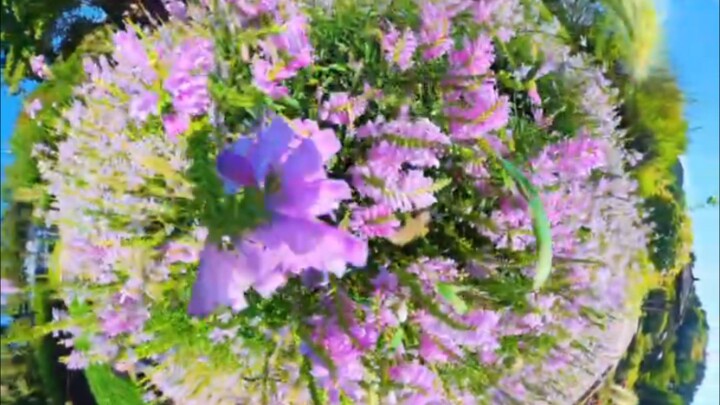 Nature Painted This Flower 💗🌸 | 자연이 만든 핑크빛