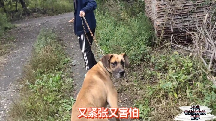 كلبٌ بُيع لمسلخ، أُرهِب حتى النخاع في تلك البيئة، لكنه صمد وعاش بقوة!