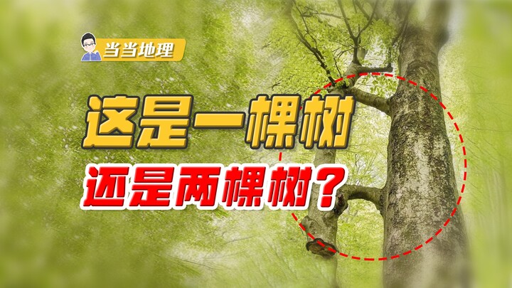 Sebenarnya ini satu pohon atau dua pohon? [Geografi Dadali]