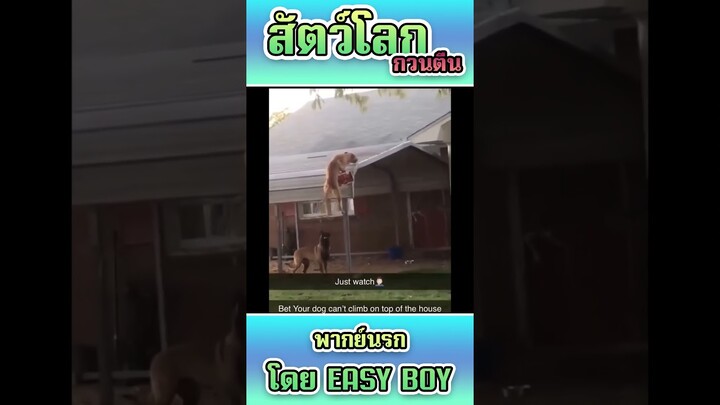 รวมคลิปฮา พากย์นรก #short #easyboy #คลิปฮา #เบสไวน์