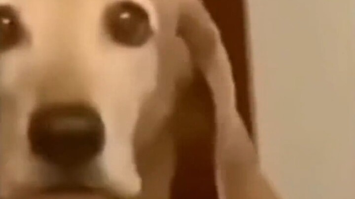 Câu Tử: Cô ấy cũng là chó, sao có thể lên bàn được?