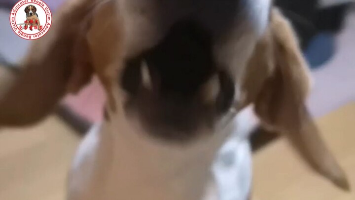 【比格犬】加班回来晚了，回来后我不停给狗道歉，请求它原谅