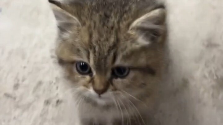 ลูกแมวน้อยหน้าบ้านคุณยาย