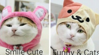 Funny & Cats - รวมน้องแมวน่ารัก 30