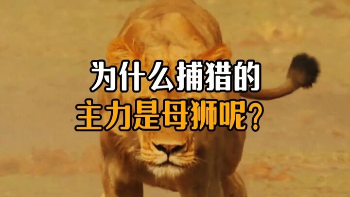 ทำไมสิงโตตัวเมียถึงเป็นกำลังหลักในการล่าสัตว์ ไม่ใช่สิงโตตัวผู้?