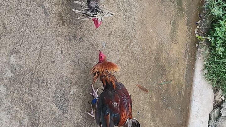 butas pa pakpak hahaha