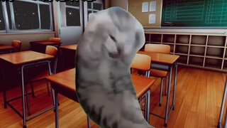 [Meme kucing] Setelah jatuh sakit dan melompat dari gedung, dia menjadi ratu perlawanan terhadap jat