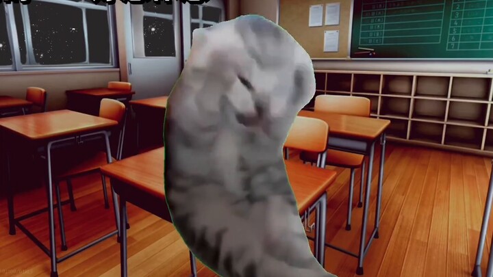 [Cat meme] After jumping off a building due to an illness, she became the queen of falling resistanc