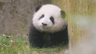 [Gấu trúc]Hòa Hoa sắp 1 tuổi rồi, có phải nên tìm người yêu rồi không~