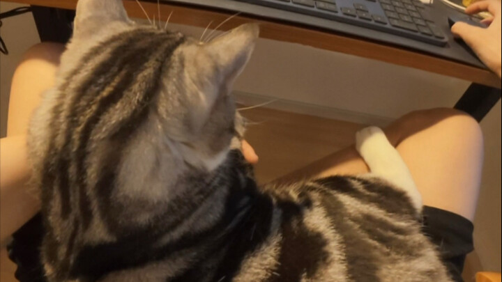 عندما تربي قطة، تنسي فعلاً أنك تعيش وحيداً.