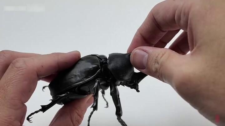 "Five Insects" series of two-forked rhinoceros beetle (single-horned beetle) super movable biologica