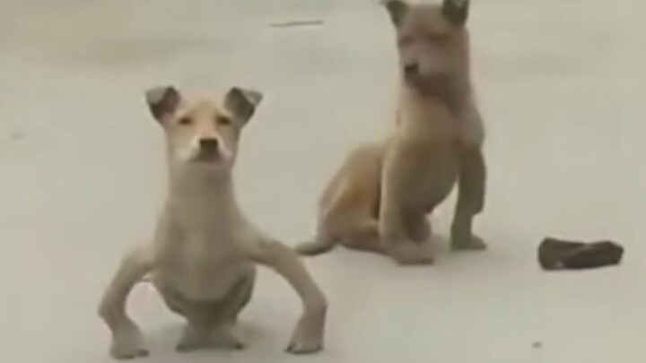 Anjing: Baru ini yang namanya push-up… 【Kebingungan Para Hewan】