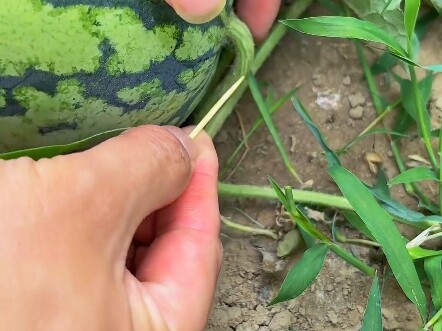 What kind of planting technique is this?