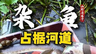 跟本地鱼类抢夺生存空间的不只有清道夫，还有它们