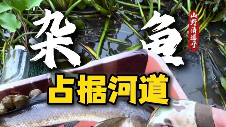 跟本地鱼类抢夺生存空间的不只有清道夫，还有它们