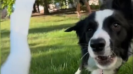 Cepat coba pakai anjing di rumah