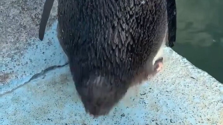 Untuk berjaga-jaga jika Anda belum pernah melihat penguin mengibaskan ekornya.
