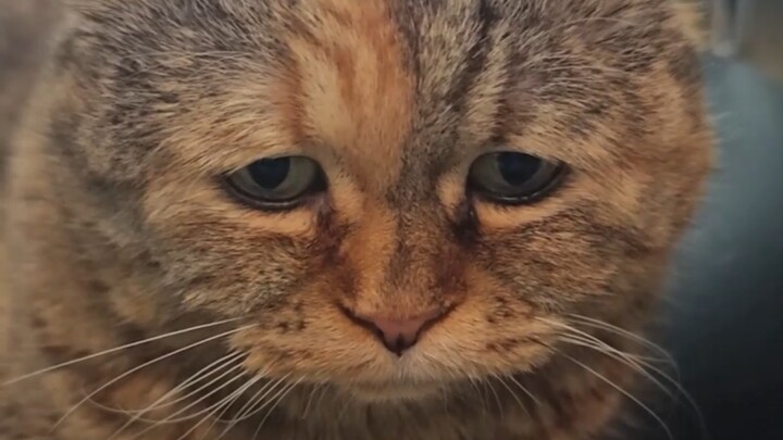 It’s raining again—my cat food isn’t crispy anymore...