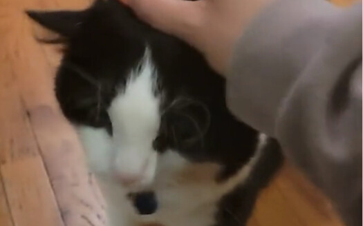 Một cư dân mạng nói rằng mèo của cô ấy thích đá nó như thế này… Còn bạn thì sao?